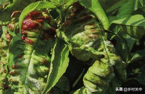 氨基寡糖素可以治桃树缩叶病吗,辛菌胺醋酸盐对桃树缩叶病有效吗