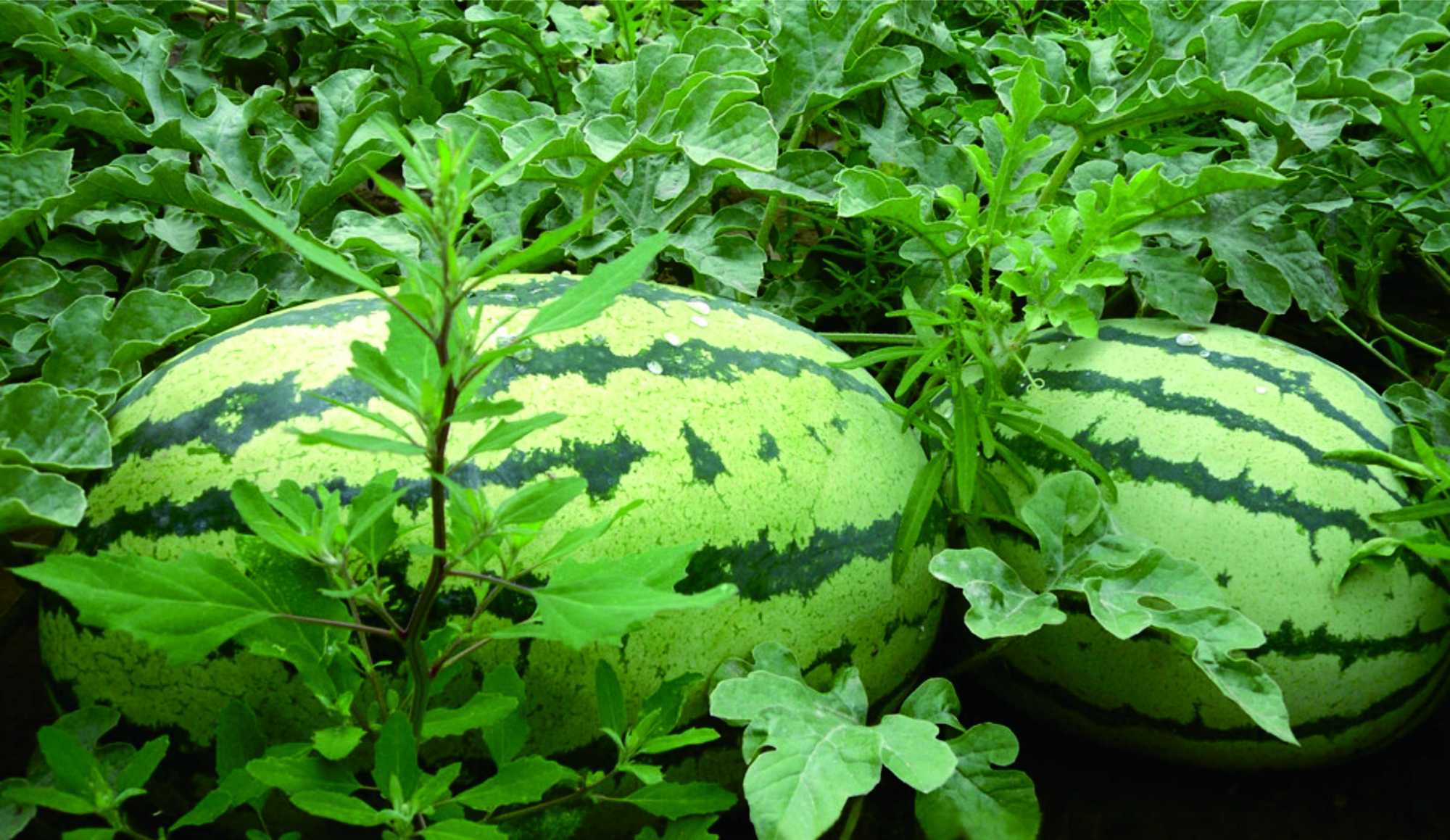 小升初作文我得到了什么,小升初作文题目及范文