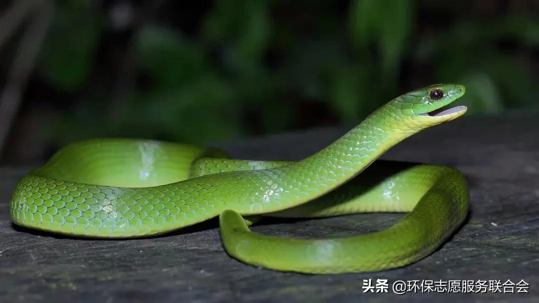 成都生态环保大讲堂|穿越于水陆之间的动物世界