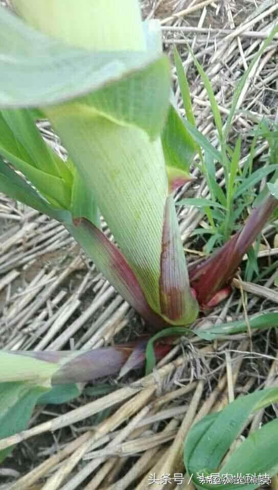 二甲四氯钠药害用什么药解救,玉米田药害