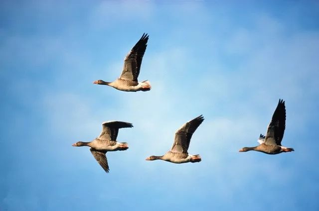 今日小寒｜轻舞一曲送冬雪，万家灯里待春风