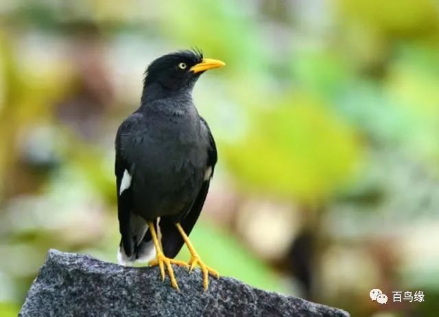 八哥教语细节和精髓,八哥学话的八大要素