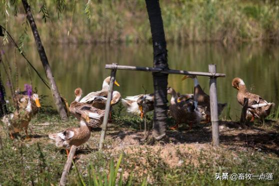 如何预防维生素b2缺乏,鸭维生素b1缺乏症