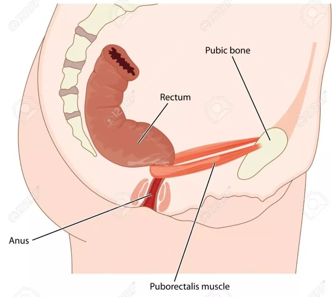 上厕所用什么姿势最好？