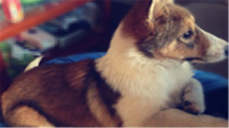 柯基犬智商排在第几名最新,柯基犬智商排第几