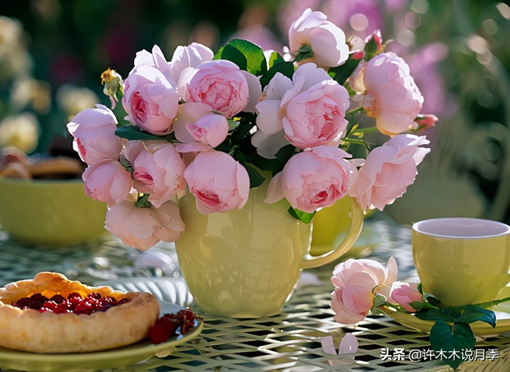 月季品种大全怎样养好月季,月季哪个品种好养一点