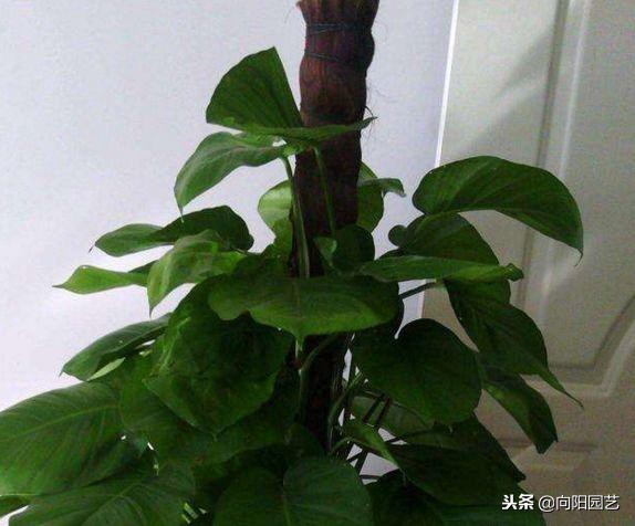 自制绿萝柱生长过程,小绿萝做绿萝柱得多久