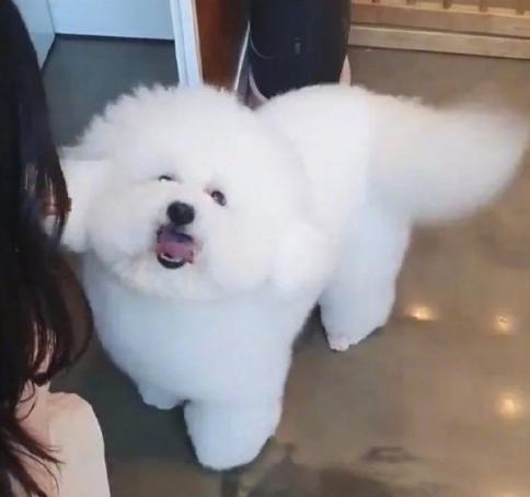 大势爱豆韩国综艺节目,养猪吴世勋