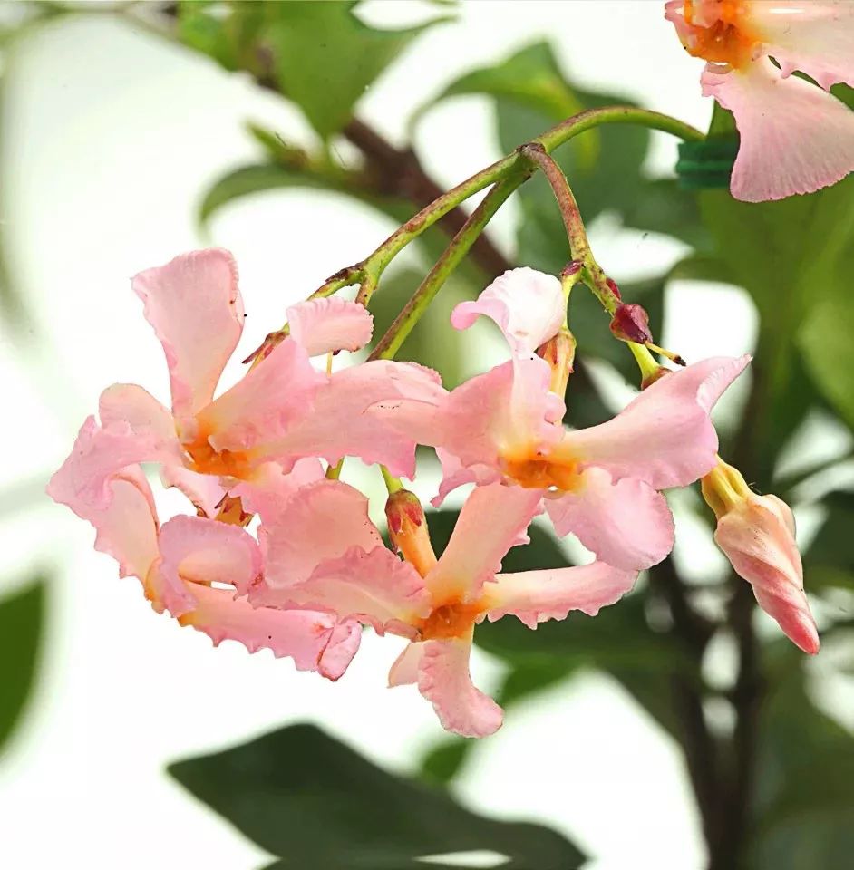 风车茉莉黄色白色粉色,黄风车茉莉和白风车茉莉区别