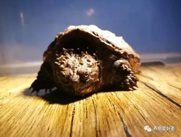 新手养龟的技巧和注意事项,新手养龟注意事项和方法