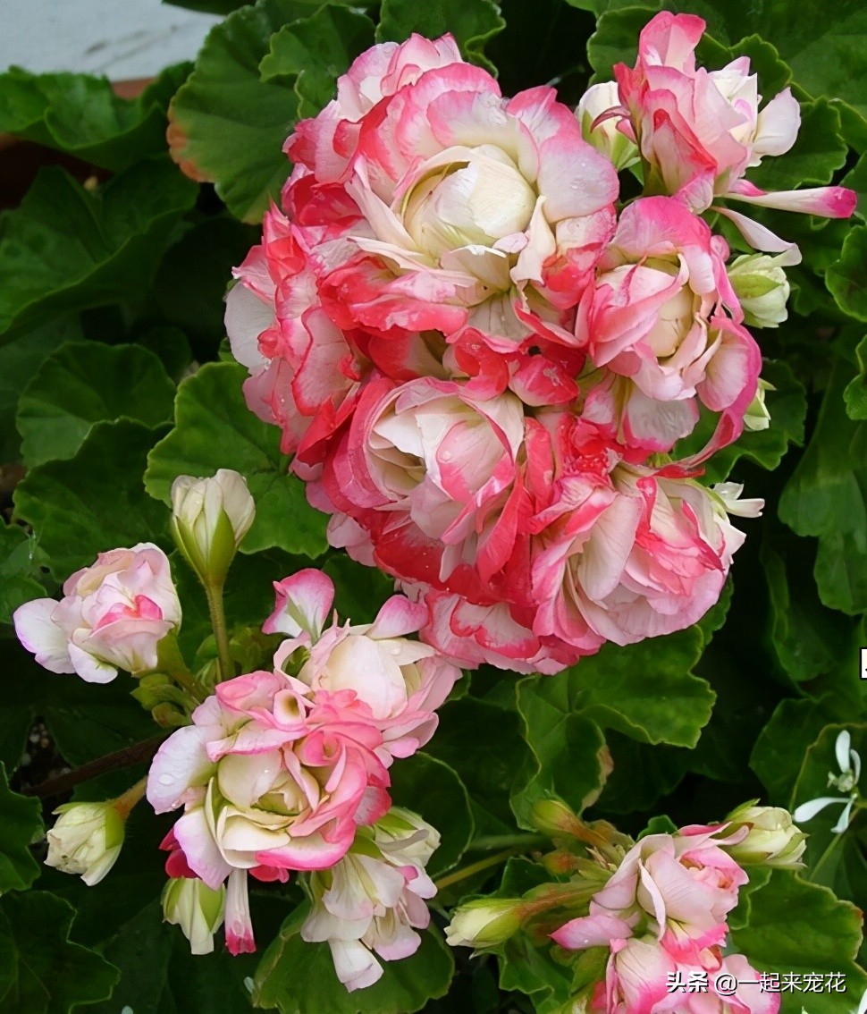 好看又勤花的天竺葵,天竺葵日本碗的养护方法