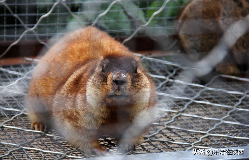 戏雪游乐场项目,戏雪乐园雪人