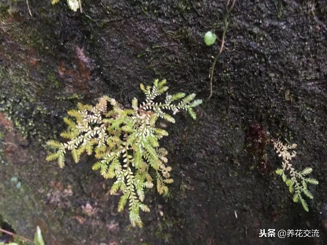 耐阴又耐旱的好养花草,种植什么能遮阴