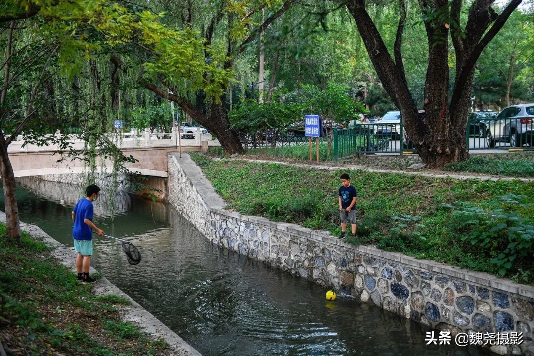 北京北坞公园里的京西稻又熟了,曾经只有皇上才能吃上这儿的大米