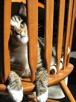 新到家猫咪需要做什么体检,猫咪到家第一夜铲屎官怎么做