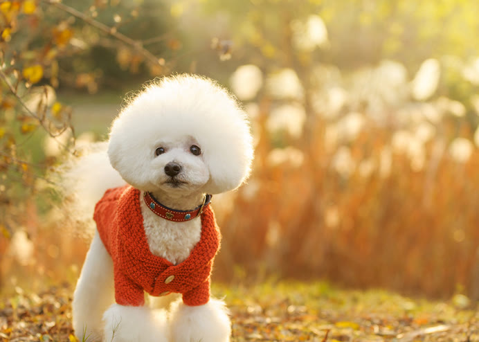 比熊一顿吃多少狗粮合适,比熊一顿吃多少狗粮合适两个月