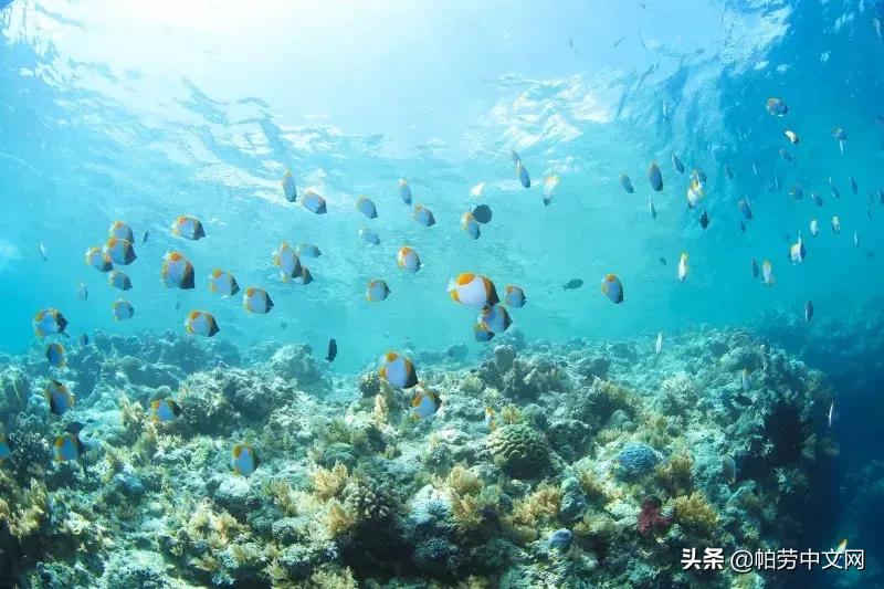 旅行帕劳,去帕劳的真实感受