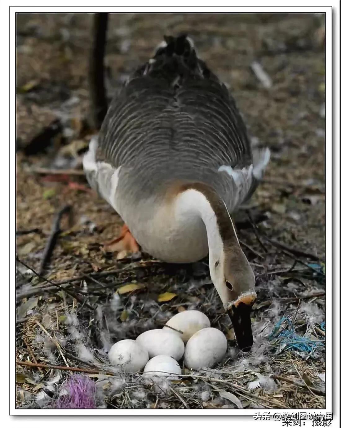 禁止野生动物保护环境人人有责,保护生态环境禁止野生动物上餐桌
