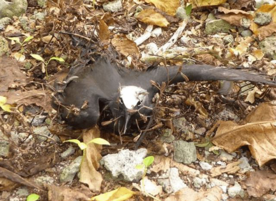 捕鸟树“杀鸟为乐”，忘记传播种子，被进化带偏的物种有多可怕？