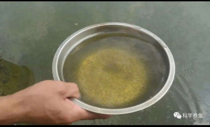 庄稼汉养殖泥鳅是真的吗,旱泥鳅养殖