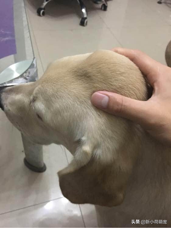 拉布拉多头顶突然长出大包，主人以为是肿瘤，听到医生的话却笑了