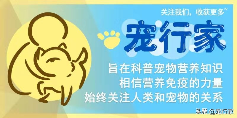 猫咪闹不听话,猫咪吃零食不吃粮了怎么办
