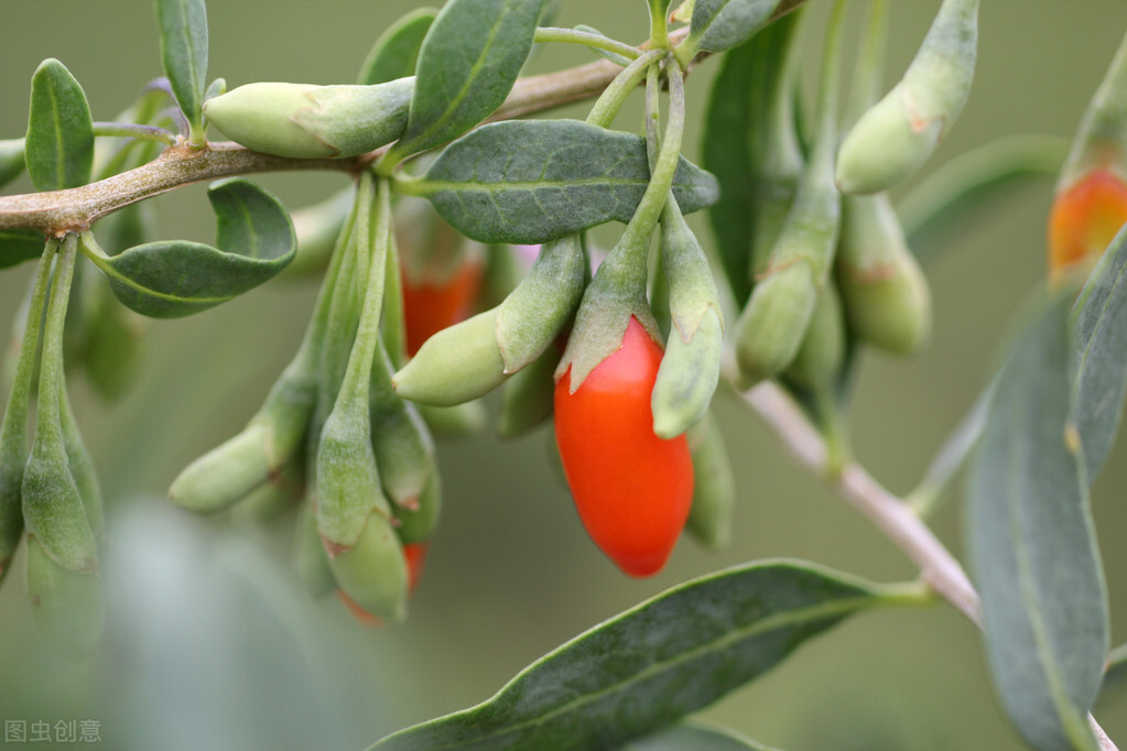 枸杞瘿螨病怎么治疗,如何防治枸杞叶瘿螨病