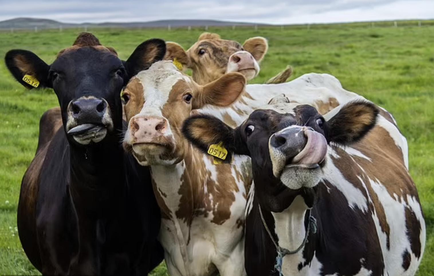 牛太牛了！牛胃竟然能消化塑料，科学家：世界难题不难了