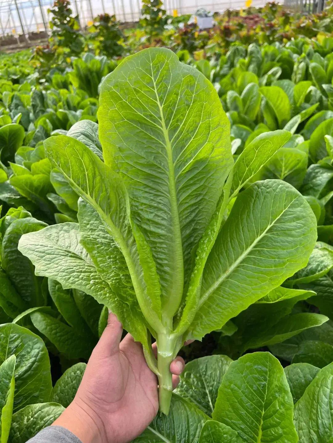 大学生回村种菜一年几百万,厌倦了打工的生活回村种菜养牛