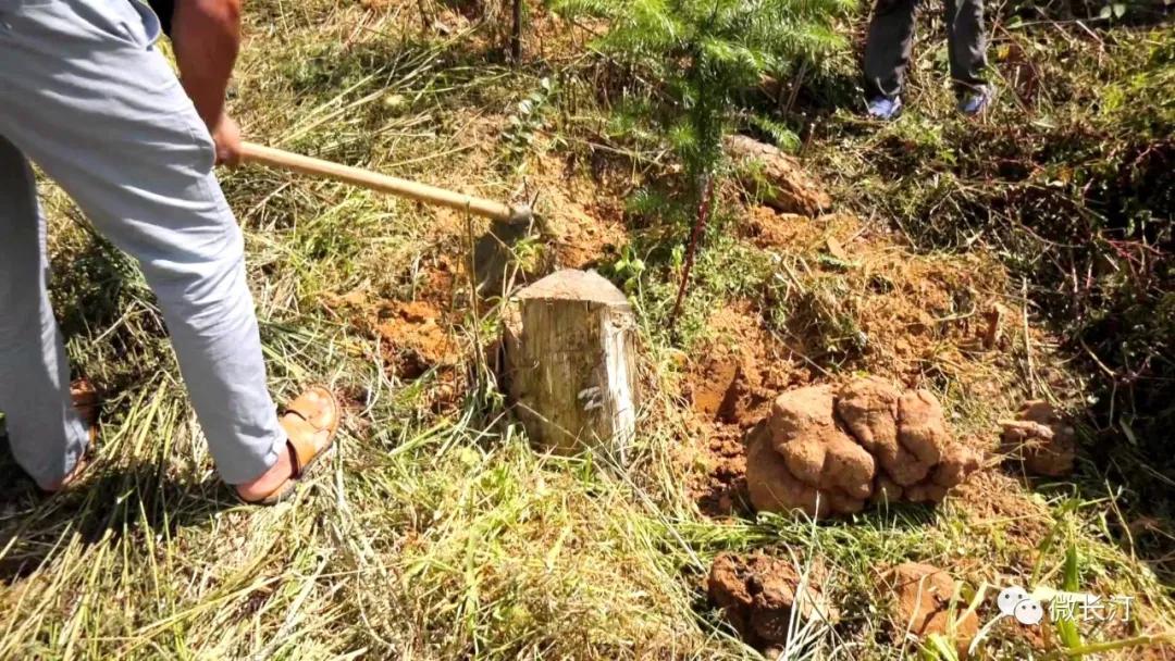 长汀：松树兜上种“茯苓”变废为宝促增收