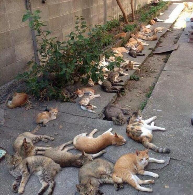 人吃猫薄荷会有幻觉吗,猫吃了薄荷出现幻觉怎么办