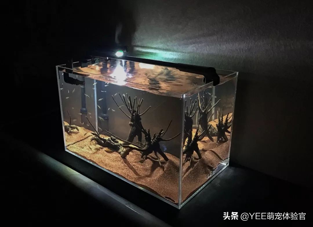 硝化细菌无处不在吗,有没有真正有用的硝化细菌