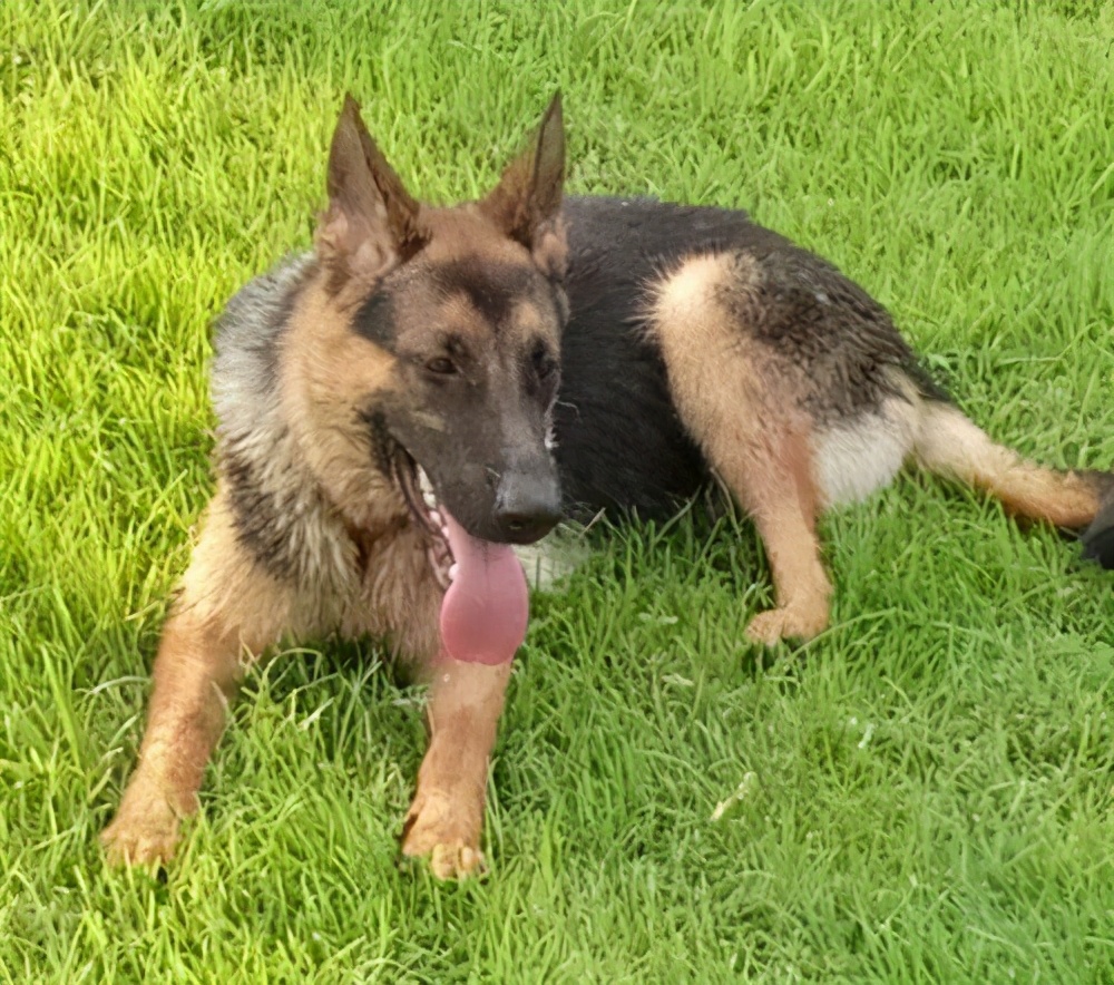 德国牧羊犬养公的还是母的好,德国牧羊犬好养吗德牧优缺点分析