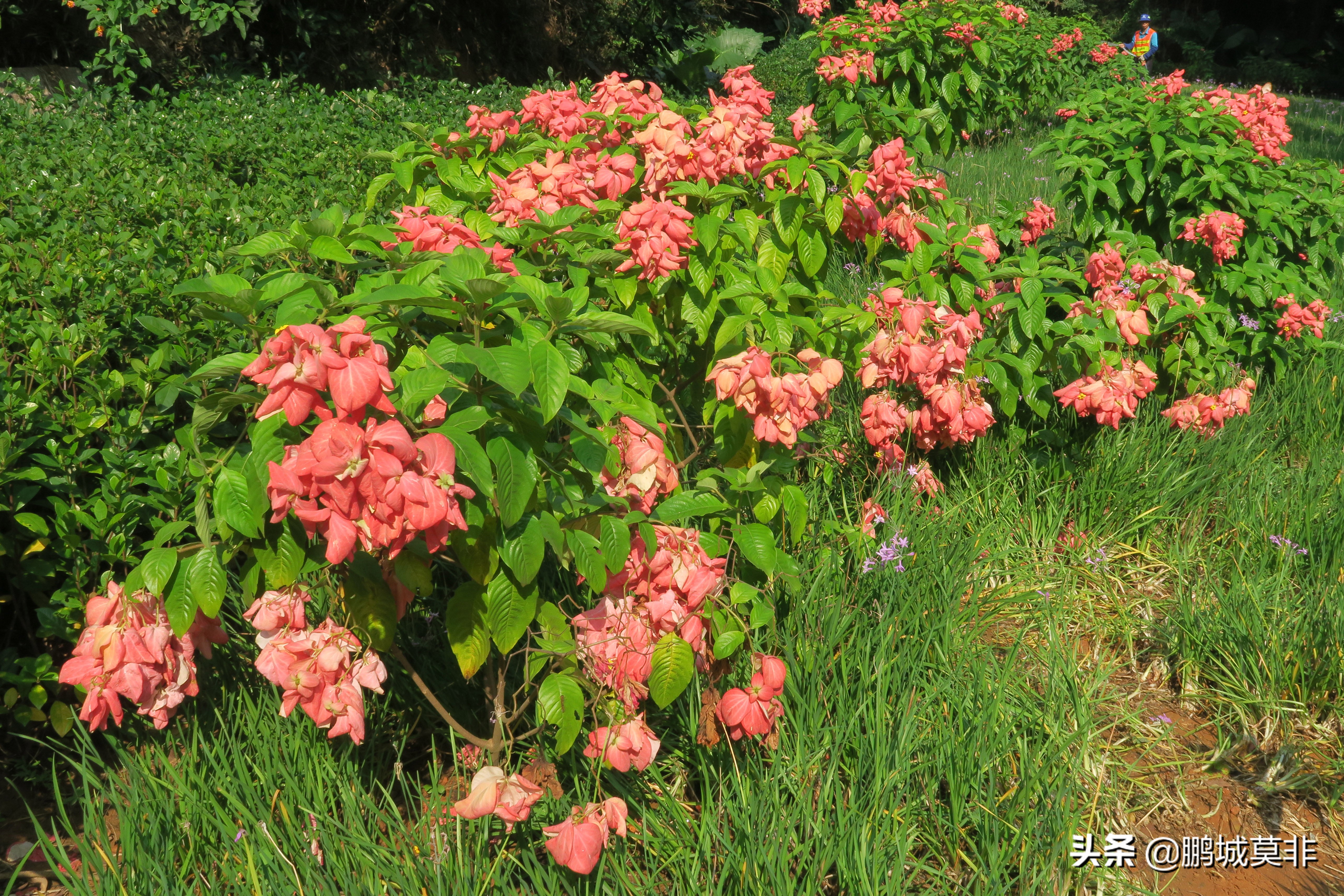 打卡深圳淘金山绿道,网红打卡地深圳流花山公园