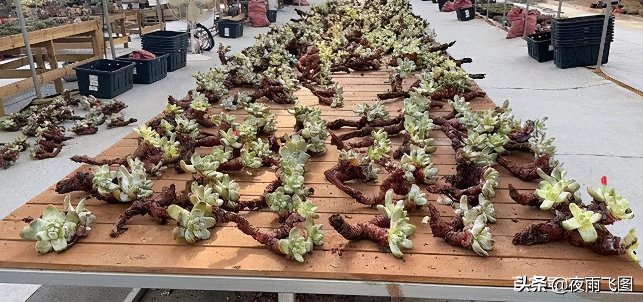 拇指仙女杯配图比例,拇指仙女杯的视频