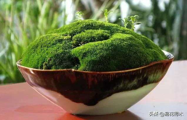 花卉栽培｜蛇木、泥炭、椰糠、松针，这些纤维类植料有什么优点？