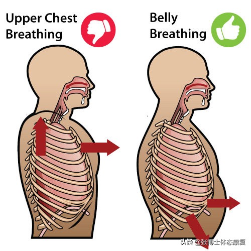 横隔膜呼吸有什么好处,横隔膜呼吸法好处和害处