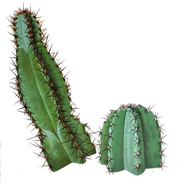 林彦俊黑白照片阴影,林彦俊早期自拍