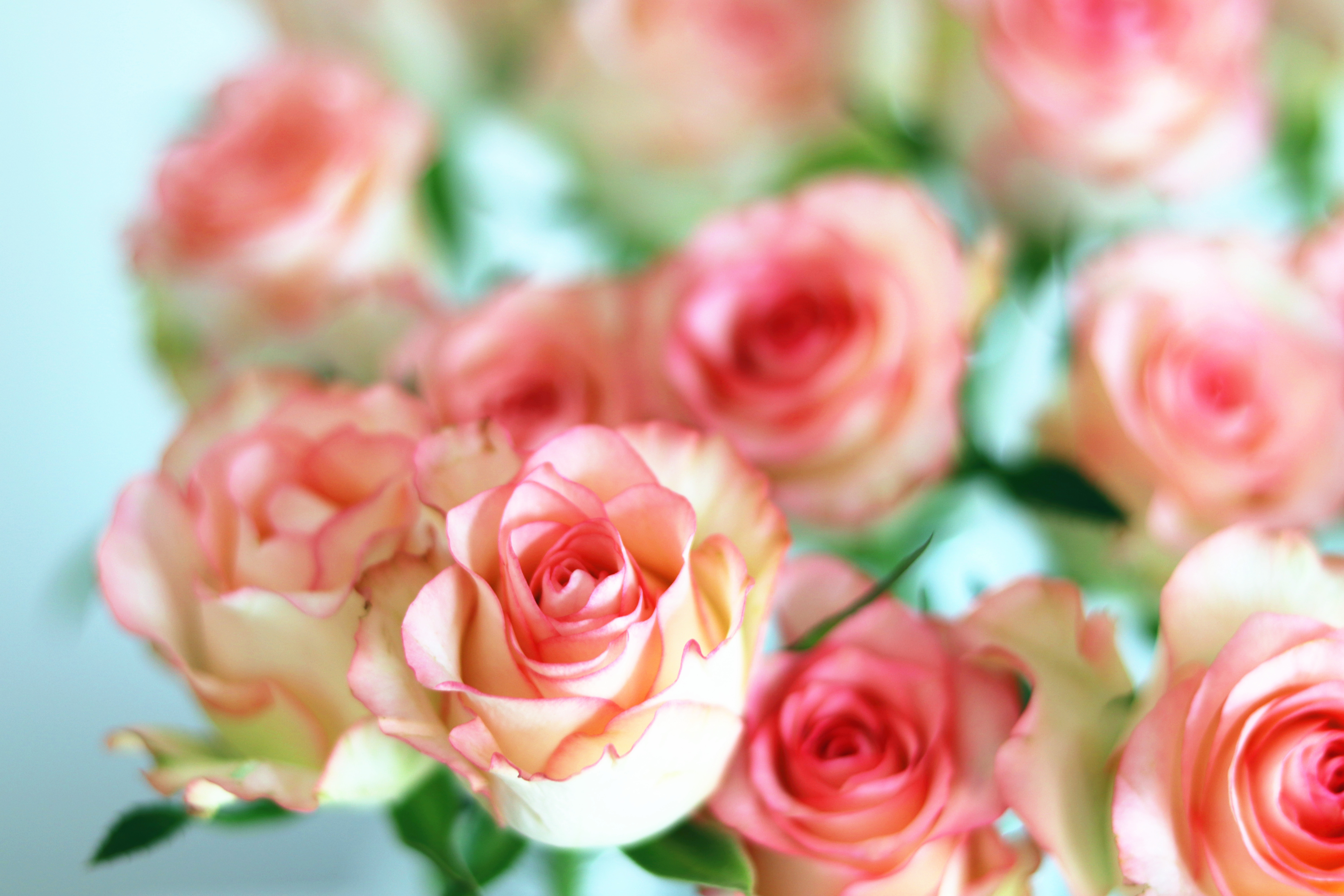 玫瑰枯萎怎么治,玫瑰栽种花朵蔫了怎么办