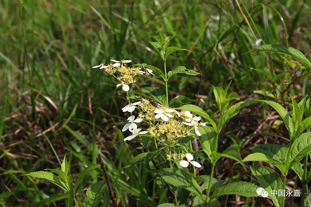 温州永嘉最高山峰,楠溪江最高的景区