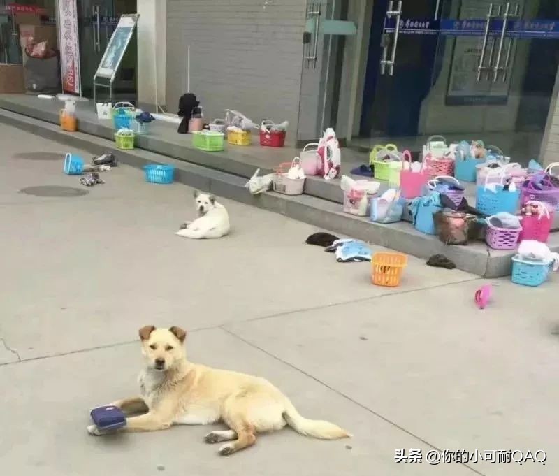 全网通缉照片上的狗,被全网通缉的狗