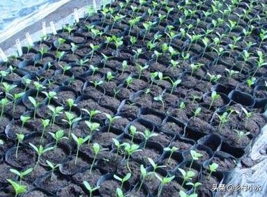 辣椒为什么会有青枯病,治疗辣椒青枯病的最好药方