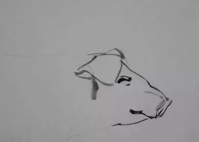 猪年国画：猪的绘画步骤