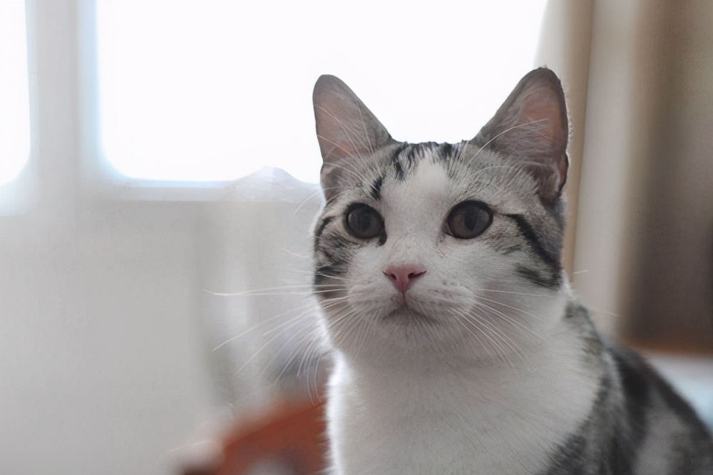 美短掉毛比一般的猫严重怎么办,为什么美短猫不建议养