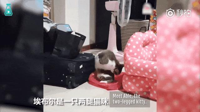 如果你遇到一只流浪猫你会怎么做,如果你遇到流浪猫你该怎么办