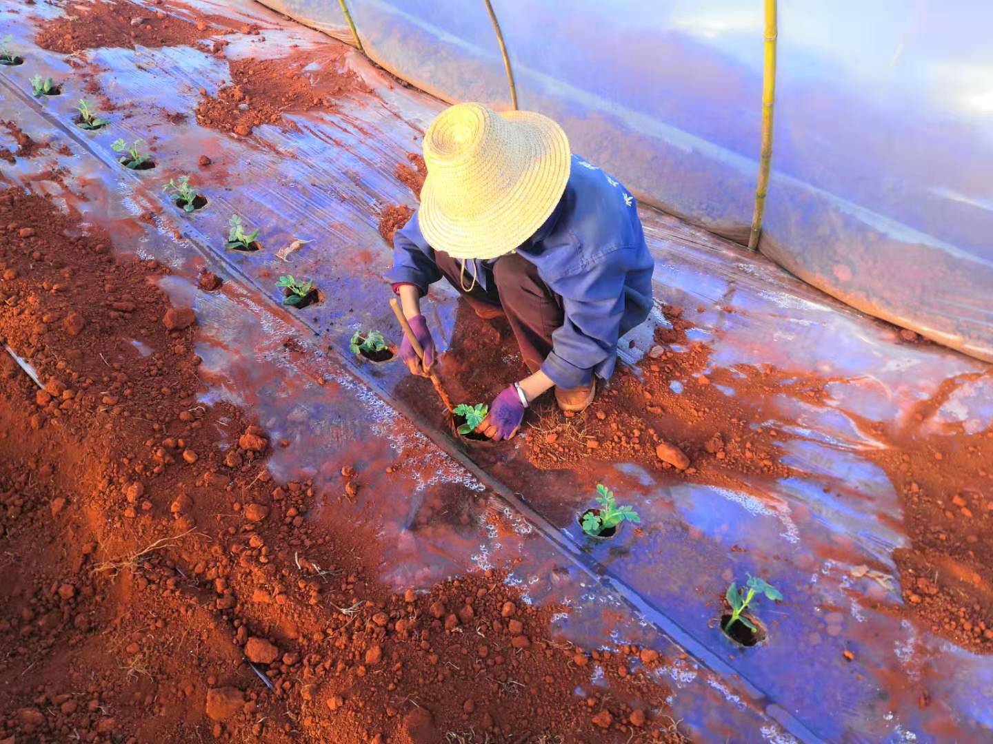西瓜是几月份种植几月份收获,8424露地西瓜的种植时间与方法