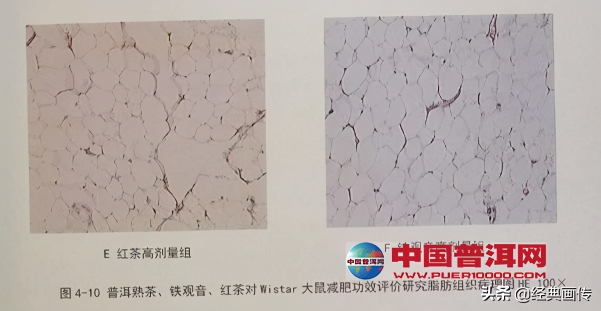 荷叶普洱茶有减肥的功效吗,普洱茶的减肥功效