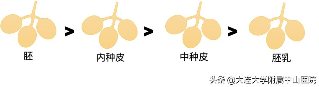 白果的性味归经和治病功效,咨询中医中药白果功效