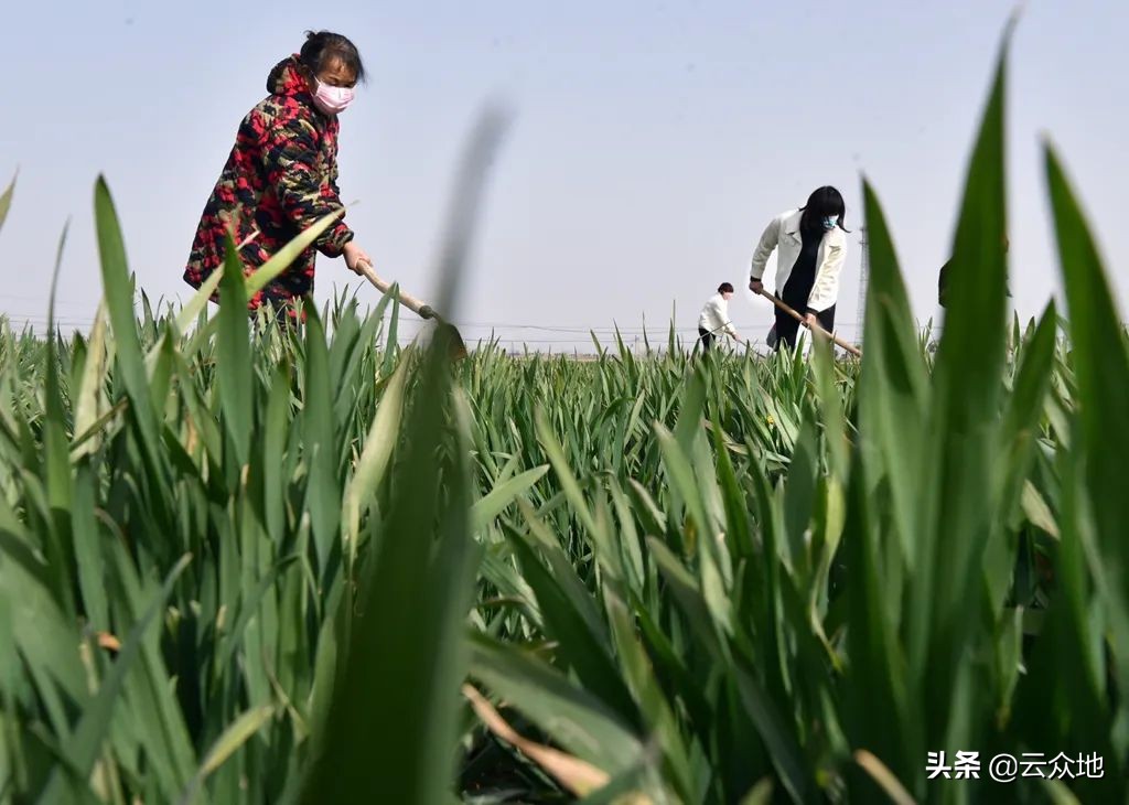 小麦黄粉病的防治方法,小麦土传白化病防治药