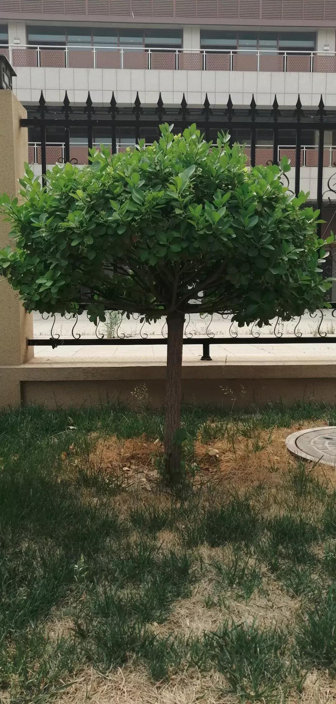 武清景瑞花园为什么便宜,武清莱茵翠景一开始卖多少钱